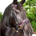Bridle And Browbands